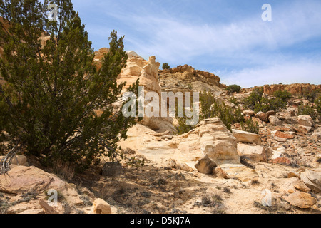 Ginepri colorate formazioni di pietra arenaria nel deserto Ojito Foto Stock