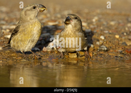 Parrot crossbill (loxia pytyopsittacus) 2 femmine acqua potabile Foto Stock