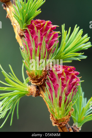 Larice comune Larix decidua Pinaceae. Fiori femminili. Foto Stock