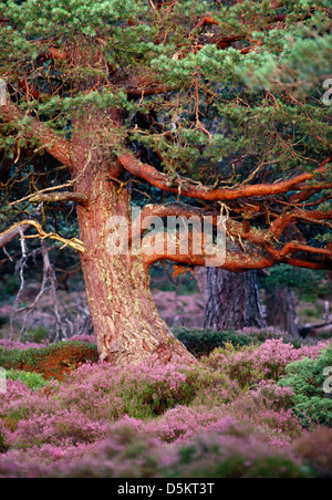 Pino silvestre Pinus sylvestris Pinaceae Foto Stock