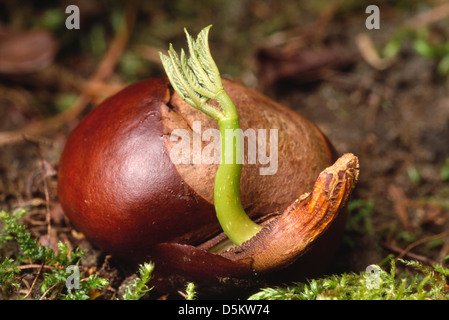 Ippocastano Aesculus hippocastanum Hippocastanaceae Foto Stock