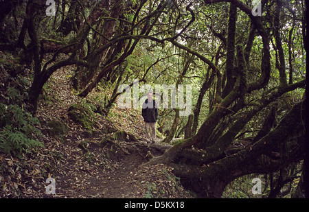 L'uomo Mark Jones sul sentiero attraverso la foresta di alberi tra Deurali e Tadapani sul circuito di Annapurna Himalaya Nepal Foto Stock