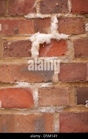 L'efflorescenza un bianco polverulento deposito salino di sali che si forma sulla superficie di brickwall di mattoni e malta di calce Foto Stock