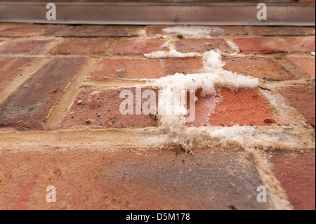 L'efflorescenza un bianco polverulento deposito salino di sali che si forma sulla superficie di brickwall di mattoni e malta di calce Foto Stock