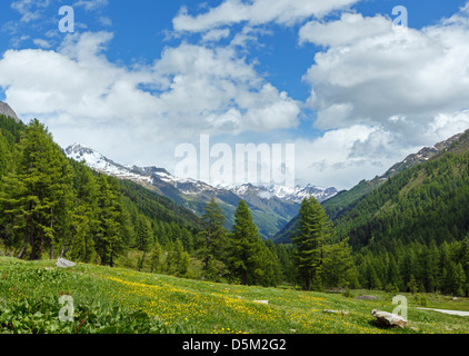 Tarassaco giallo dei fiori di montagna estiva pendenza (Alpi, Svizzera) Foto Stock