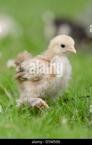 Splendida fluffy chick camminare sull'erba Foto Stock
