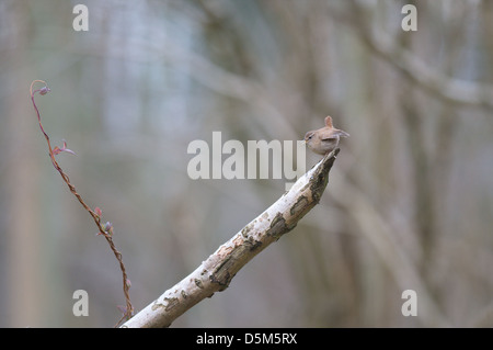 Un selvaggio Wren, Troglodytes troglodytes, visualizza per attrarre un potenziale mate mentre permanente sulla rottura di un ramo di albero. Foto Stock