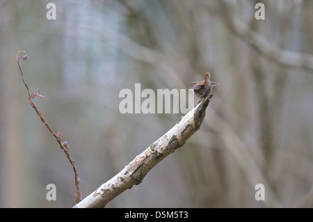 Un selvaggio Wren, Troglodytes troglodytes, visualizza per attrarre un potenziale mate mentre permanente sulla rottura di un ramo di albero. Foto Stock