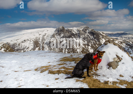 2 cani godendo di un inverno mountain mountain a piedi nel Langdales, Lake District, REGNO UNITO Foto Stock