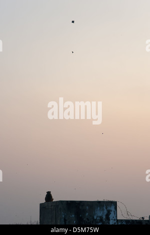 Una scimmia orologi aquiloni nel cielo al tramonto, Varanasi (India). Foto Stock