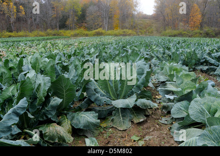 Il cavolfiore in crescita nel campo in Upstate New York Foto Stock