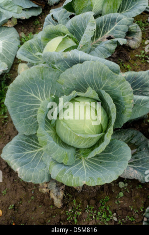 Il cavolfiore in crescita nel campo in Upstate New York Foto Stock