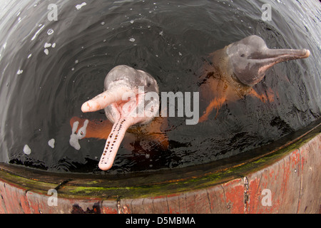 Amazon delfini di fiume geoffrensis Inia al fiume nero Novo Airão city, vicino a Anavilhanas area protetta. Stato di Amazonas, Brazi Foto Stock