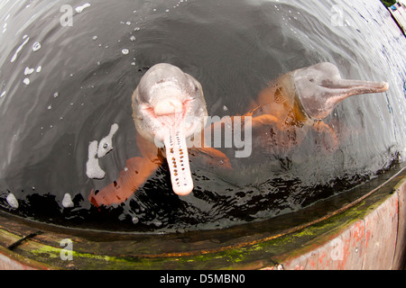 Amazon delfini di fiume geoffrensis Inia al fiume nero Novo Airão city, vicino a Anavilhanas area protetta. Stato di Amazonas, Brazi Foto Stock