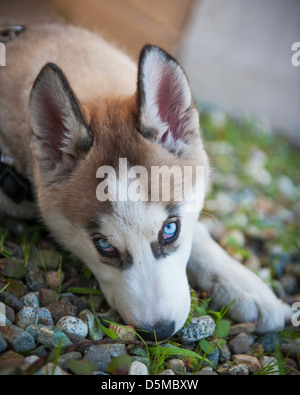 Alaskan Husky cane Foto Stock