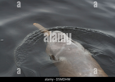 Amazon delfini di fiume geoffrensis Inia al fiume nero Novo Airão city, vicino a Anavilhanas area protetta. Stato di Amazonas, Brazi Foto Stock