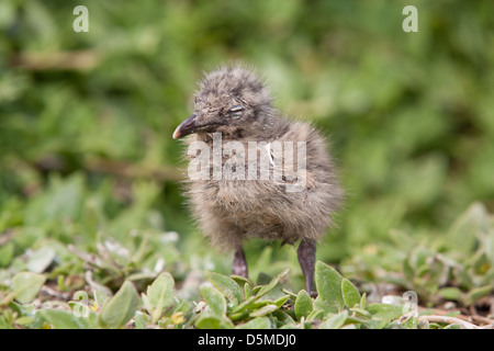 Baby seagull nel selvaggio a Phillip Island, Victoria, Australia Foto Stock