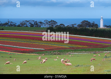 Un mare di tulipani a fronte della tabella Cape Lighthouse vicino a Wynyard, Tasmania, Australia Foto Stock