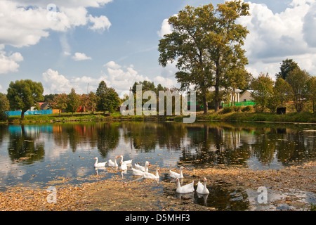 Paesaggio rurale con oche su un laghetto Foto Stock