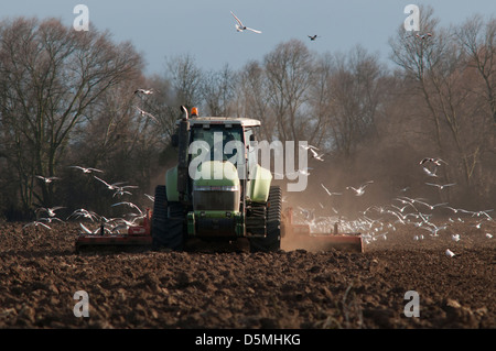 Agricoltura vicino Buckden, Cambridgeshire, Inghilterra,aprile 2013. Gabbiani a seguito di un trattore 'power straziante ' per la cattura di worm. Foto Stock