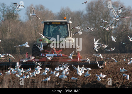 Agricoltura vicino Buckden, Cambridgeshire, Inghilterra,aprile 2013. Gabbiani a seguito di un trattore 'power straziante ' per la cattura di worm. Foto Stock