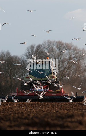 Agricoltura vicino Buckden, Cambridgeshire, Inghilterra,aprile 2013. Gabbiani a seguito di un trattore 'power straziante ' per la cattura di worm. Foto Stock