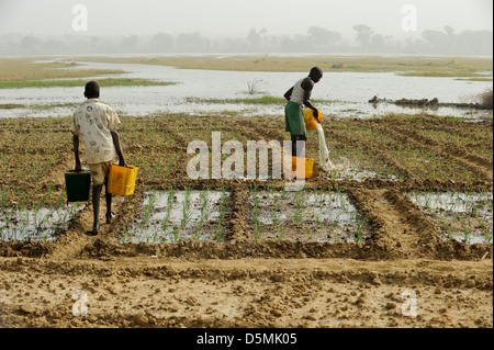 Africa NIGER Zinder, villaggio Zongon Soumaguela, contadino irrigare il giardino vegetale da stagno di acqua durante la stagione secca Foto Stock