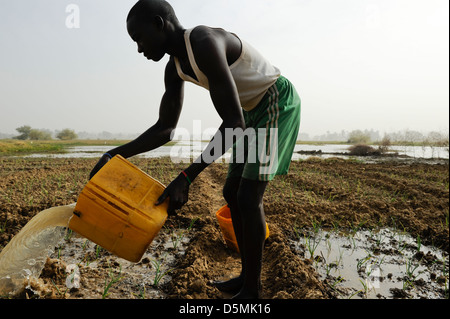 Africa NIGER Zinder, villaggio Zongon Soumaguela, contadino irrigare il giardino vegetale da stagno di acqua durante la stagione secca Foto Stock