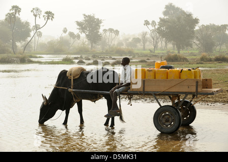 Africa NIGER Zinder, villaggio Zongon Soumaguela, acqua trasporto con carrello di giovenco dal laghetto di acqua durante la stagione secca, l'acqua viene utilizzata per l'irrigazione e acqua potabile Foto Stock