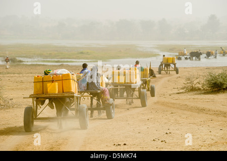 Africa NIGER Zinder, villaggio Zongon Soumaguela, acqua trasporto con carrello di giovenco dal laghetto di acqua durante la stagione secca, l'acqua viene utilizzata per l'irrigazione e acqua potabile Foto Stock