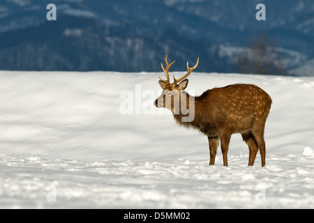 Avvistato cervi sul campo invernale Foto Stock