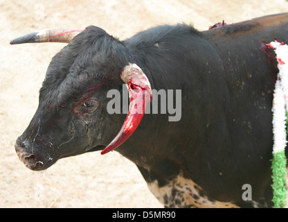 Un toro viene ferito durante una corrida in Spagna Foto Stock