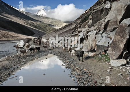 In bianco e nero le pecore su strada Foto Stock