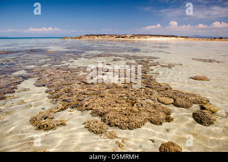 Madagascar Nosy Be, Nosy Tanikely isola di teste di corallo a fondali bassi off spiaggia principale Foto Stock