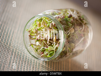 Mix di germogli di cereali in crescita in un barattolo di vetro Foto Stock