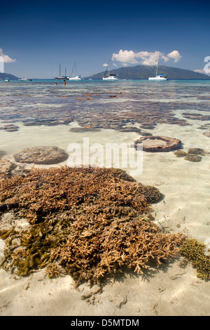 Madagascar Nosy Be, Nosy Tanikely isola di teste di corallo a fondali bassi off spiaggia principale Foto Stock