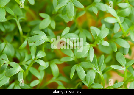 Close-up di Lepidium sativum o foglie di crescione Foto Stock