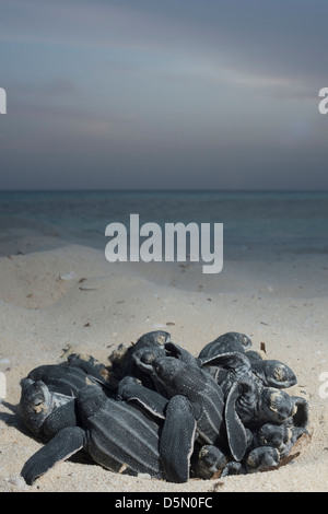 Liuto mare larve tartaruga, Dermochelys coriacea ( criticamente le specie in via di estinzione ), Repubblica Dominicana ( Caraibi ) Foto Stock