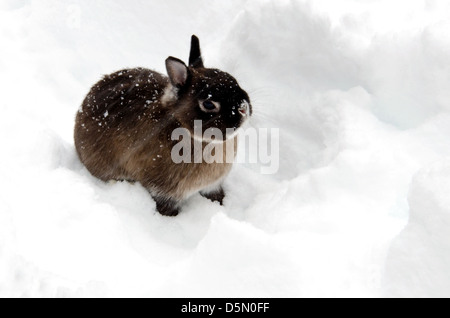 Un Netherland Dwarf Rabbit gioca in un cumulo di neve. Foto Stock