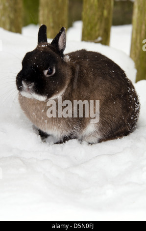 Coniglio nella neve Foto Stock