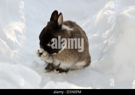 La neve non è una scusa per trascurare la toelettatura (Netherland Dwarf Rabbit nel cumulo di neve) Foto Stock