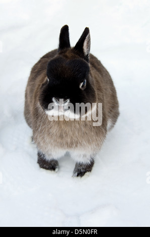 Netherland dwarf bunny giocare nella neve Foto Stock