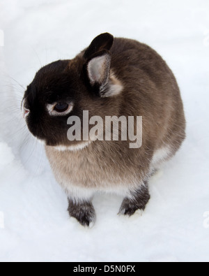 Un Netherland Dwarf Rabbit nella neve. Foto Stock