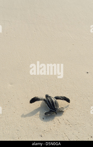 Liuto sea turtle hatchling, Dermochelys coriacea ( criticamente le specie in via di estinzione ), Repubblica Dominicana ( Caraibi ) Foto Stock