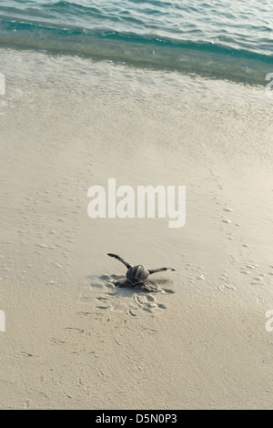 Liuto sea turtle hatchling, Dermochelys coriacea ( criticamente le specie in via di estinzione ), Repubblica Dominicana ( Caraibi ) Foto Stock