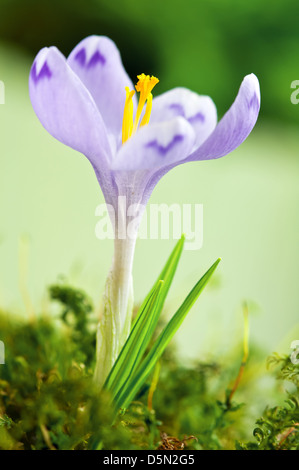 Lillà singola crocus close up Foto Stock