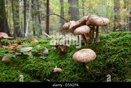 Mazzetto di miele il fungo cresce su moss avvolto albero rotto closeup Foto Stock