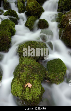 Flusso di acqua tra le rocce in una foresta con un autunno lasciare sulla roccia. Foto Stock