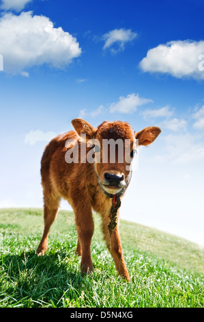 Vitello sul campo verde Foto Stock