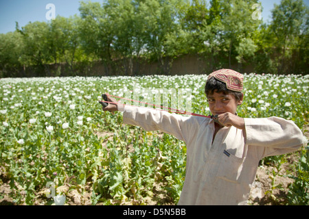 Un ragazzo afghano gioca con la sua fionda in papavero campo crescente al di fuori di un villaggio Aprile 3, 2013 nel distretto di Spin Boldak, provincia di Kandahar, Afghanistan. Foto Stock